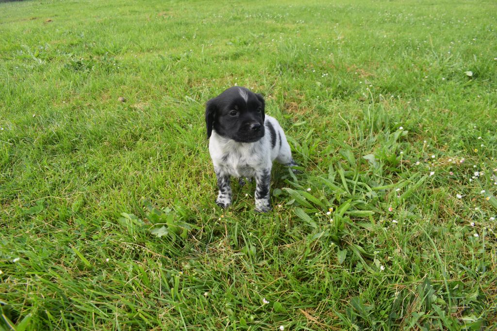 De La Plaine D'adour - Chiots disponibles - Epagneul Breton