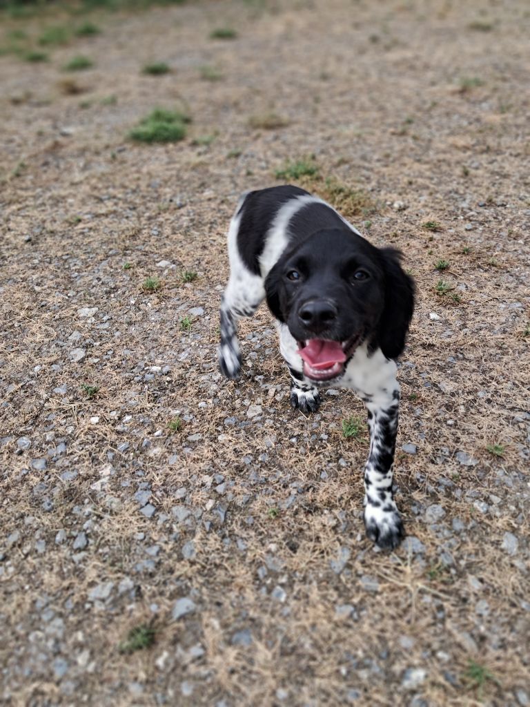 De La Plaine D'adour - Chiots disponibles - Epagneul Breton