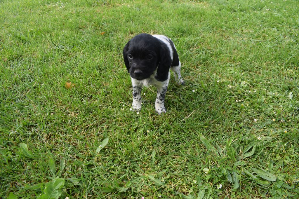 De La Plaine D'adour - Chiots disponibles - Epagneul Breton