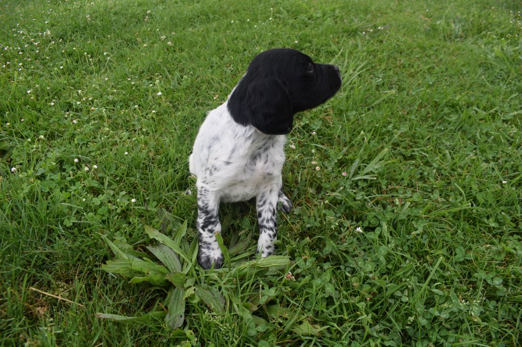 De La Plaine D'adour - Chiots disponibles - Epagneul Breton
