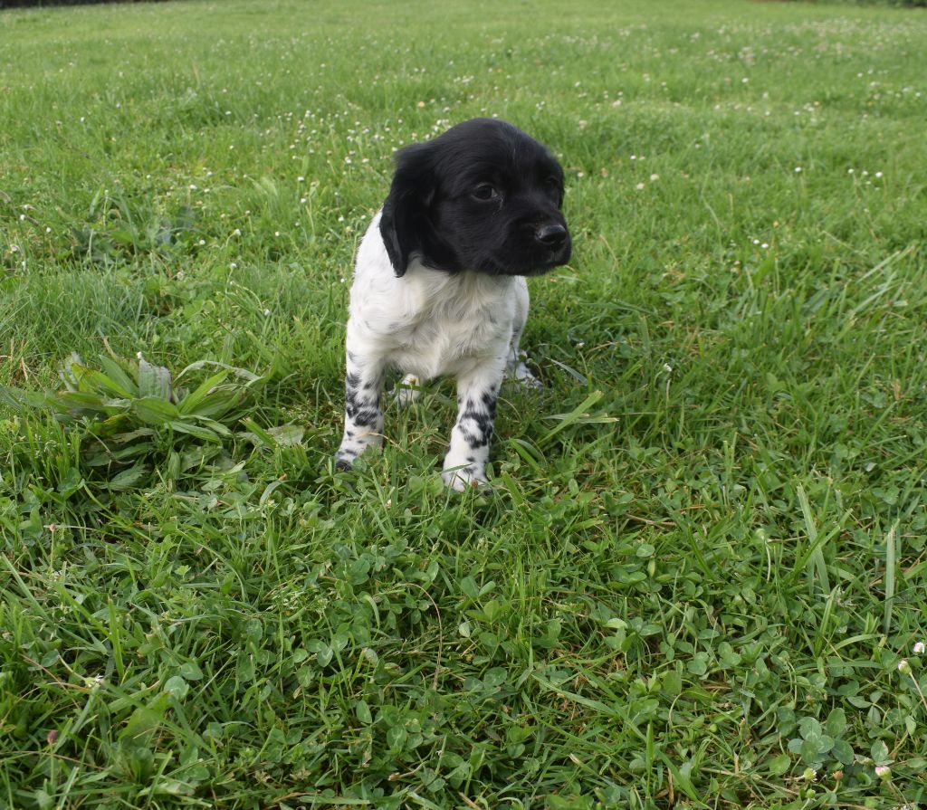 De La Plaine D'adour - Chiots disponibles - Epagneul Breton