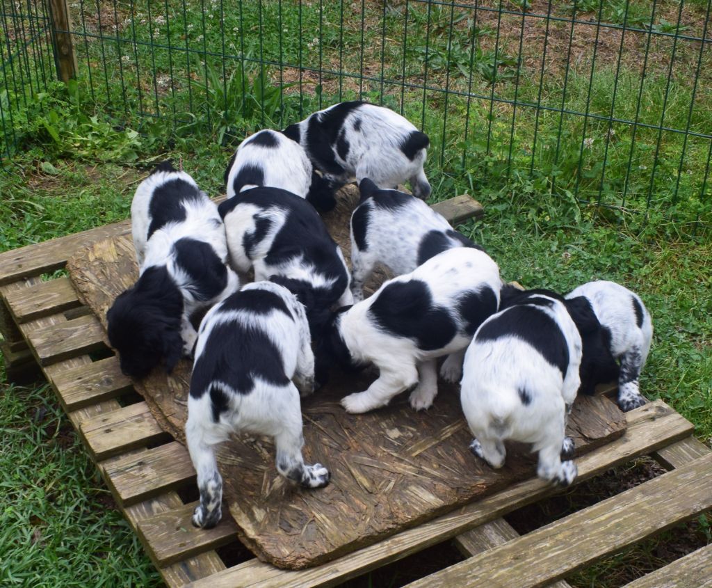 Chiot Epagneul Breton De La Plaine D'adour